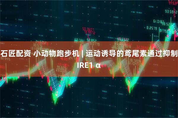 石匠配资 小动物跑步机 | 运动诱导的鸢尾素通过抑制IRE1 α